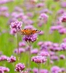 Eisenkraut - Verbena bonariensis