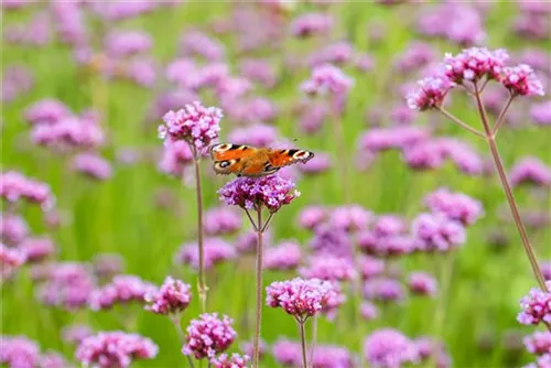 Eisenkraut - Verbena bonariensis