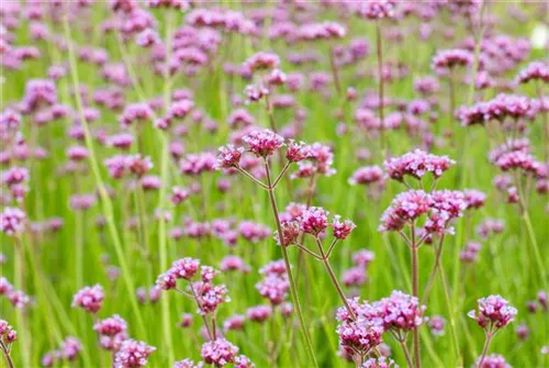 Eisenkraut - Verbena bonariensis