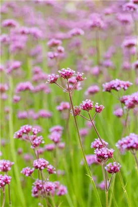 Eisenkraut - Verbena bonariensis