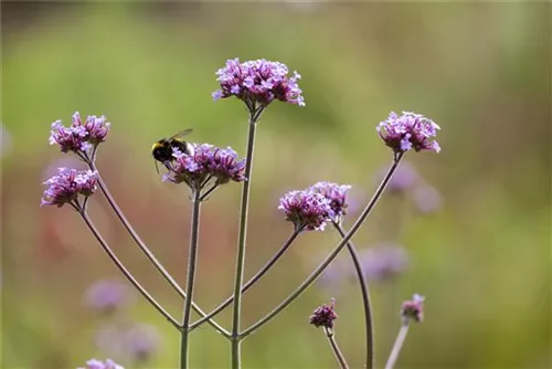 Eisenkraut - Verbena bonariensis