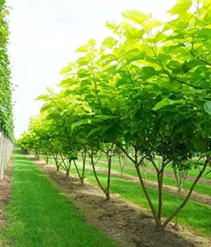 Catalpa bignonioides 'Aurea' - Unikum