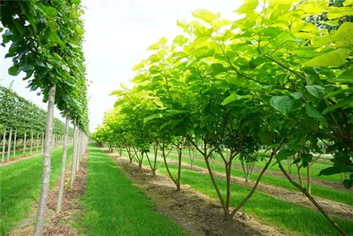 Reichfruchtender Trompetenbaum 'Aurea' - Catalpa bignonioides 'Aurea' - Unikum