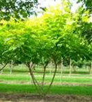 Reichfruchtender Trompetenbaum 'Aurea' - Catalpa bignonioides 'Aurea' - Formgehölze