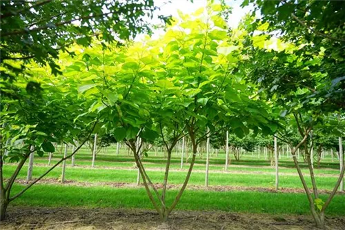 Reichfruchtender Trompetenbaum 'Aurea' - Catalpa bignonioides 'Aurea' - Formgehölze