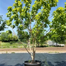 Catalpa bignonioides 'Aurea' - Unikum, Mehrstämmig 300- 350