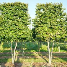 Fagus sylvatica - Formgehölze, mehrstämmig H Spalier Sta 180 