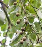 Taschentuchbaum - Davidia involucrata