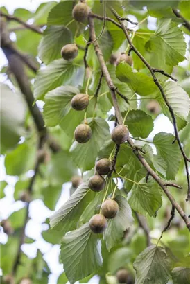 Taschentuchbaum - Davidia involucrata