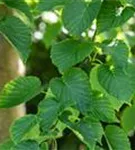 Taschentuchbaum - Davidia involucrata