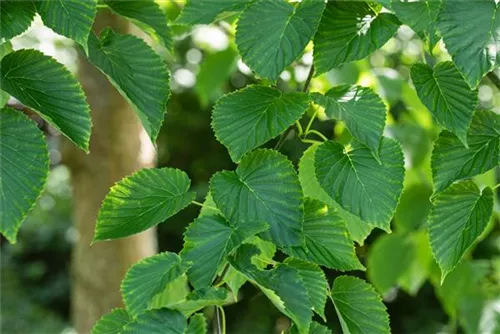 Taschentuchbaum - Davidia involucrata