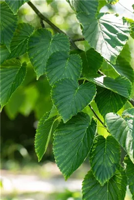 Taschentuchbaum - Davidia involucrata