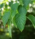 Taschentuchbaum - Davidia involucrata