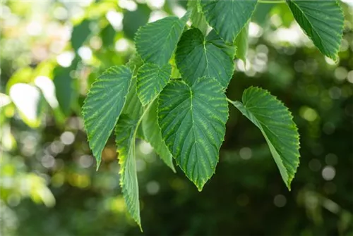 Taschentuchbaum - Davidia involucrata