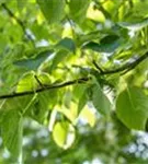 Taschentuchbaum - Davidia involucrata