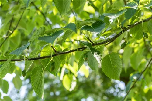 Taschentuchbaum - Davidia involucrata