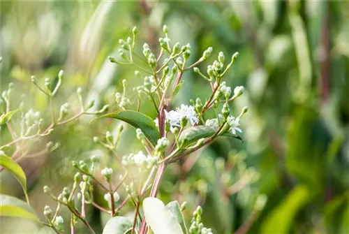 Heptacodium - Heptacodium miconioides