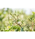 Heptacodium - Heptacodium miconioides