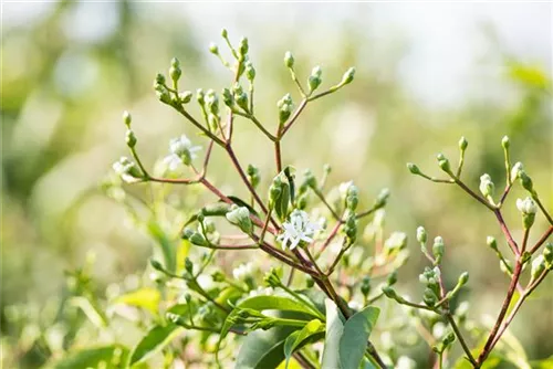 Heptacodium - Heptacodium miconioides