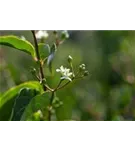 Heptacodium - Heptacodium miconioides