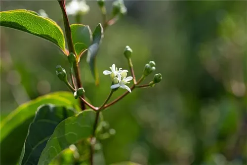 Heptacodium - Heptacodium miconioides