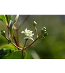 Heptacodium - Heptacodium miconioides