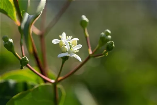 Heptacodium - Heptacodium miconioides