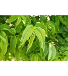 Heptacodium - Heptacodium miconioides