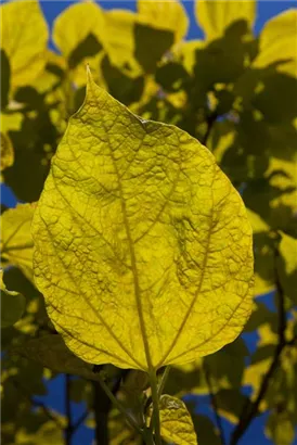 Reichfruchtender Trompetenbaum 'Aurea' - Catalpa bignonioides 'Aurea'