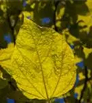 Reichfruchtender Trompetenbaum 'Aurea' - Catalpa bignonioides 'Aurea'