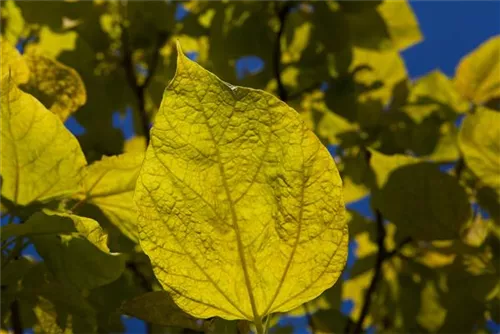 Reichfruchtender Trompetenbaum 'Aurea' - Catalpa bignonioides 'Aurea'