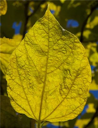 Reichfruchtender Trompetenbaum 'Aurea' - Catalpa bignonioides 'Aurea'