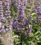 Mönchspfeffer - Vitex agnus-castus