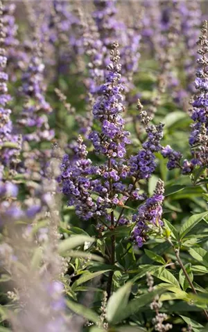 Vitex agnus-castus