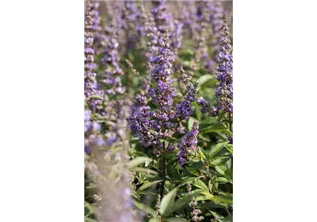 Vitex agnus-castus - Mönchspfeffer