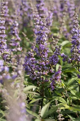 Mönchspfeffer - Vitex agnus-castus