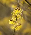 Schwefelgelbe Zaubernuss 'Arnold Promise' - Hamamelis interm.'Arnold Promise'