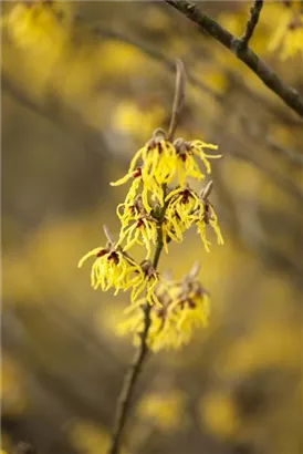 Schwefelgelbe Zaubernuss 'Arnold Promise' - Hamamelis interm.'Arnold Promise'