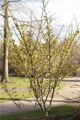 Schwefelgelbe Zaubernuss 'Arnold Promise' - Hamamelis interm.'Arnold Promise'