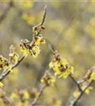 Schwefelgelbe Zaubernuss 'Arnold Promise' - Hamamelis interm.'Arnold Promise'