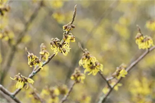 Schwefelgelbe Zaubernuss 'Arnold Promise' - Hamamelis interm.'Arnold Promise'