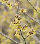 Schwefelgelbe Zaubernuss 'Arnold Promise' - Hamamelis interm.'Arnold Promise'