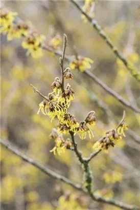 Schwefelgelbe Zaubernuss 'Arnold Promise' - Hamamelis interm.'Arnold Promise'