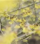 Schwefelgelbe Zaubernuss 'Arnold Promise' - Hamamelis interm.'Arnold Promise'