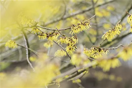 Schwefelgelbe Zaubernuss 'Arnold Promise' - Hamamelis interm.'Arnold Promise'