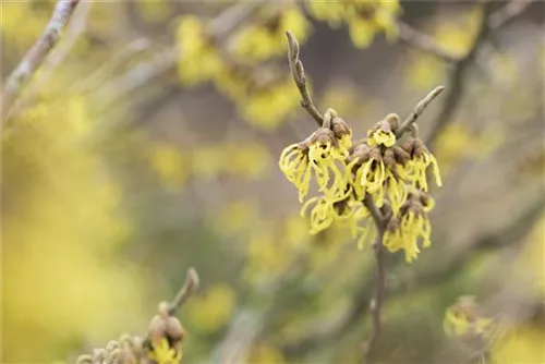 Schwefelgelbe Zaubernuss 'Arnold Promise' - Hamamelis interm.'Arnold Promise'