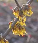 Schwefelgelbe Zaubernuss 'Arnold Promise' - Hamamelis interm.'Arnold Promise'