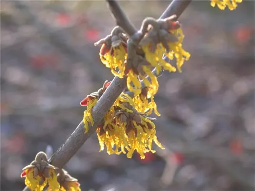 Schwefelgelbe Zaubernuss 'Arnold Promise' - Hamamelis interm.'Arnold Promise'