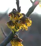 Schwefelgelbe Zaubernuss 'Arnold Promise' - Hamamelis interm.'Arnold Promise'