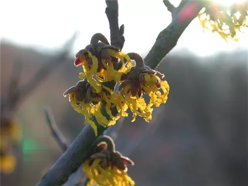 Schwefelgelbe Zaubernuss 'Arnold Promise' - Hamamelis interm.'Arnold Promise'